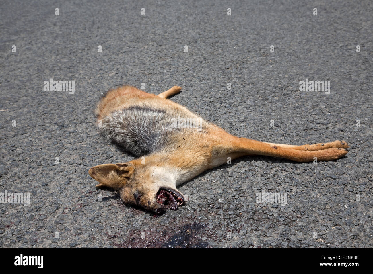 Dead black-backed jackal on road Hells Gate Naivasha Kenya More than 85% of wildlife in the Lake Naivasha Basin now occurs outsi Stock Photo