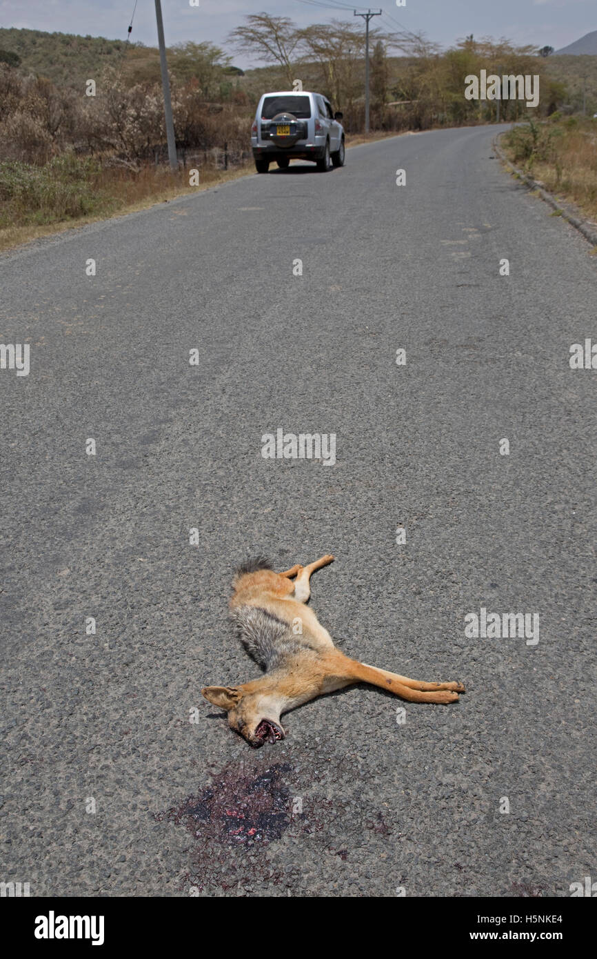 Dead black-backed jackal on road Hells Gate Naivasha Kenya Stock Photo