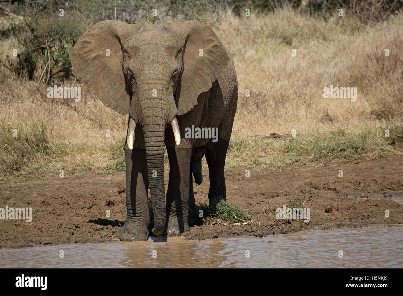 One elephant facing camera Loxodanta africana Laikipia plateau grasslands Kenya Elephant numbers have dropped dramatically in re Stock Photo
