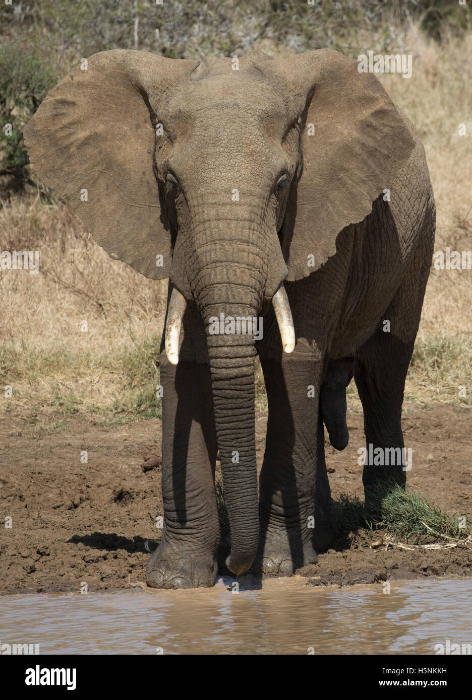 One elephant facing camera Loxodanta africana Laikipia plateau grasslands Kenya Stock Photo