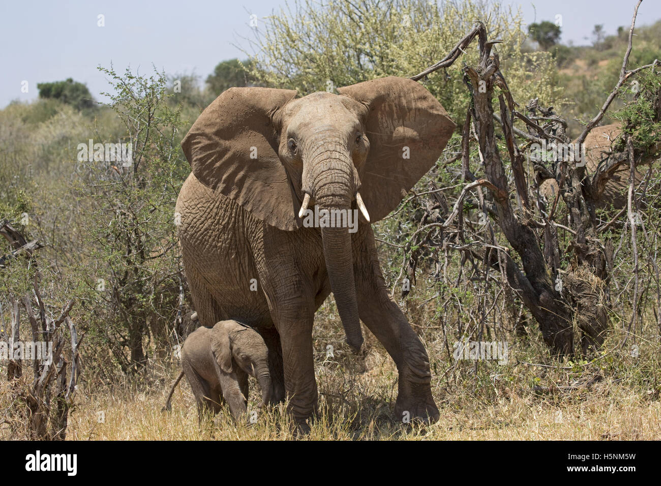 African elephant with young calf Laikipia plateau grasslands Kenya Stock Photo