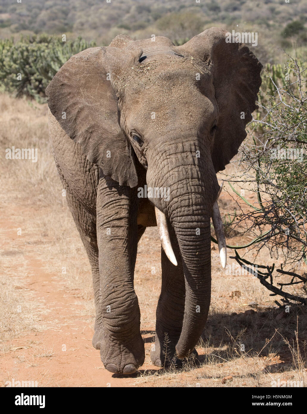 One Elephant Walking Towards Camera Laikipia Plateau Grasslands Kenya Stock Photo Alamy