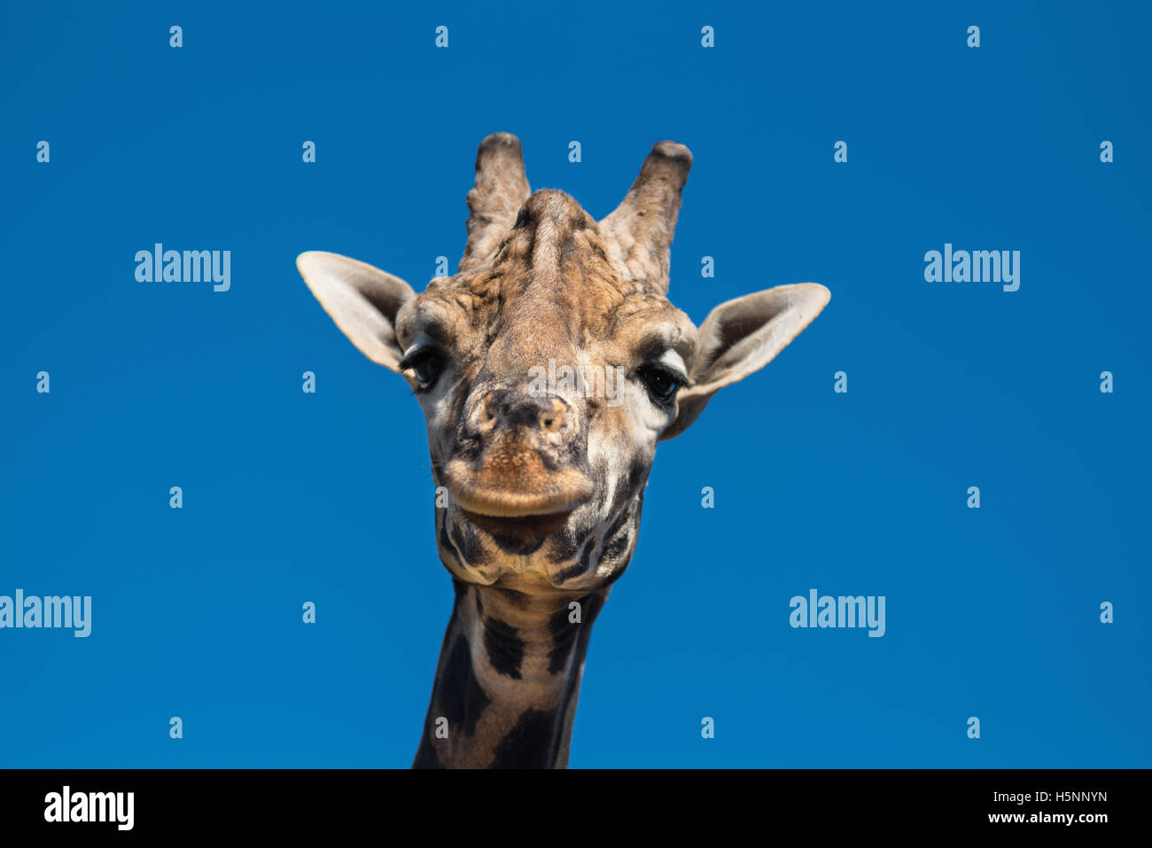 Close up view of a Giraffe Stock Photo