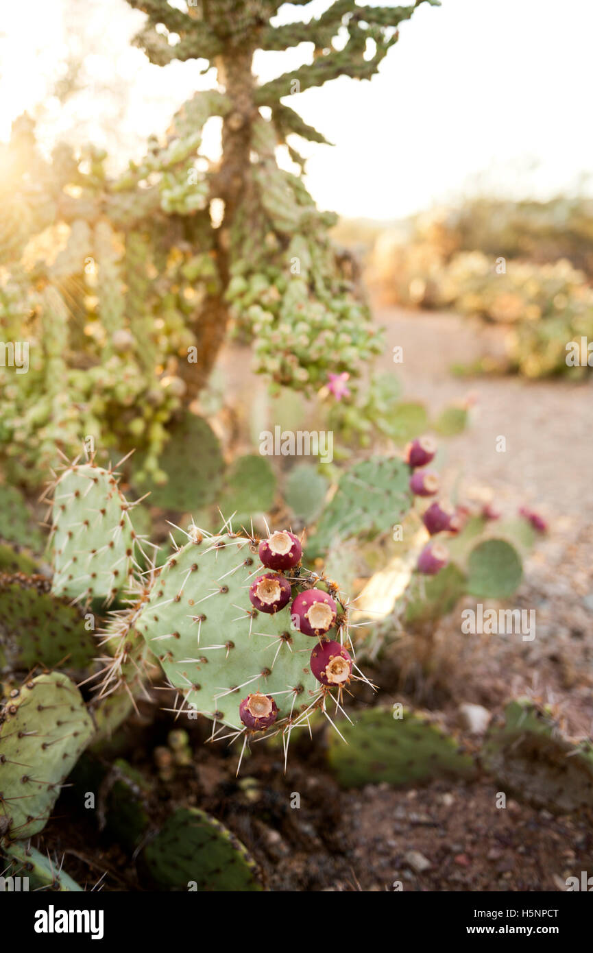 A Wild Prickly Pear Cactus in the desert southwest USA Stock Photo