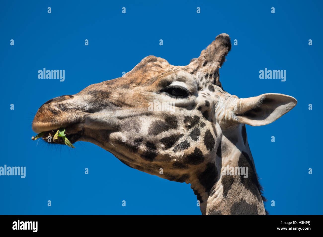 Close up view of a Giraffe eating Stock Photo