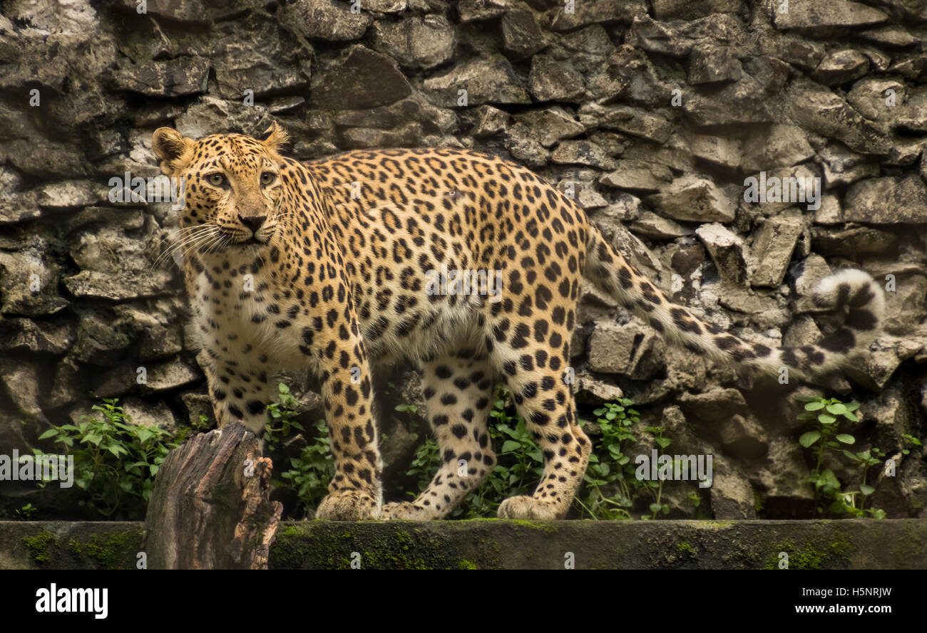 Male Indian Leopard at Kolkata Zoological Garden Stock Photo