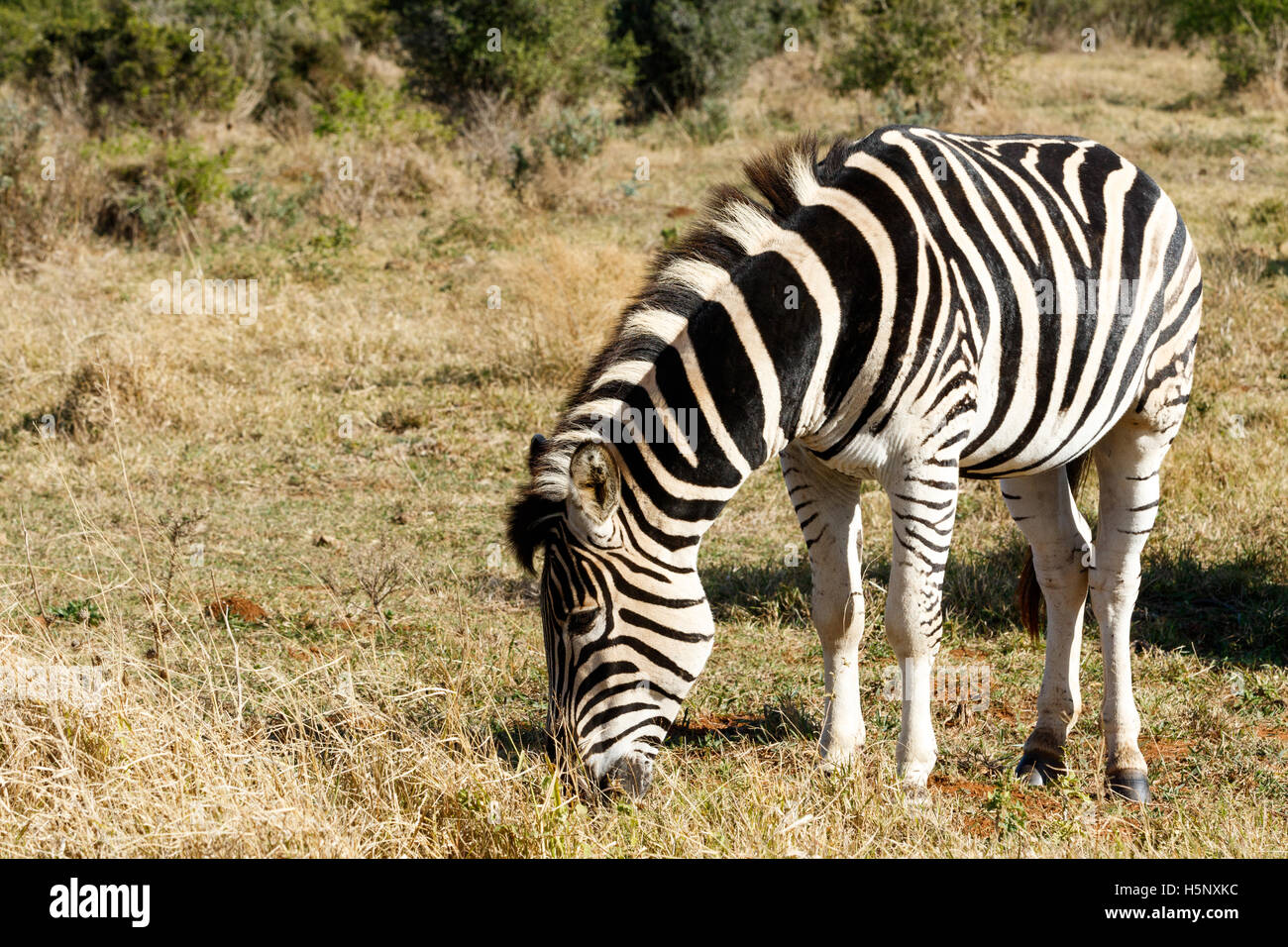 Burchell's Zebra eating grass in the field. Stock Photo