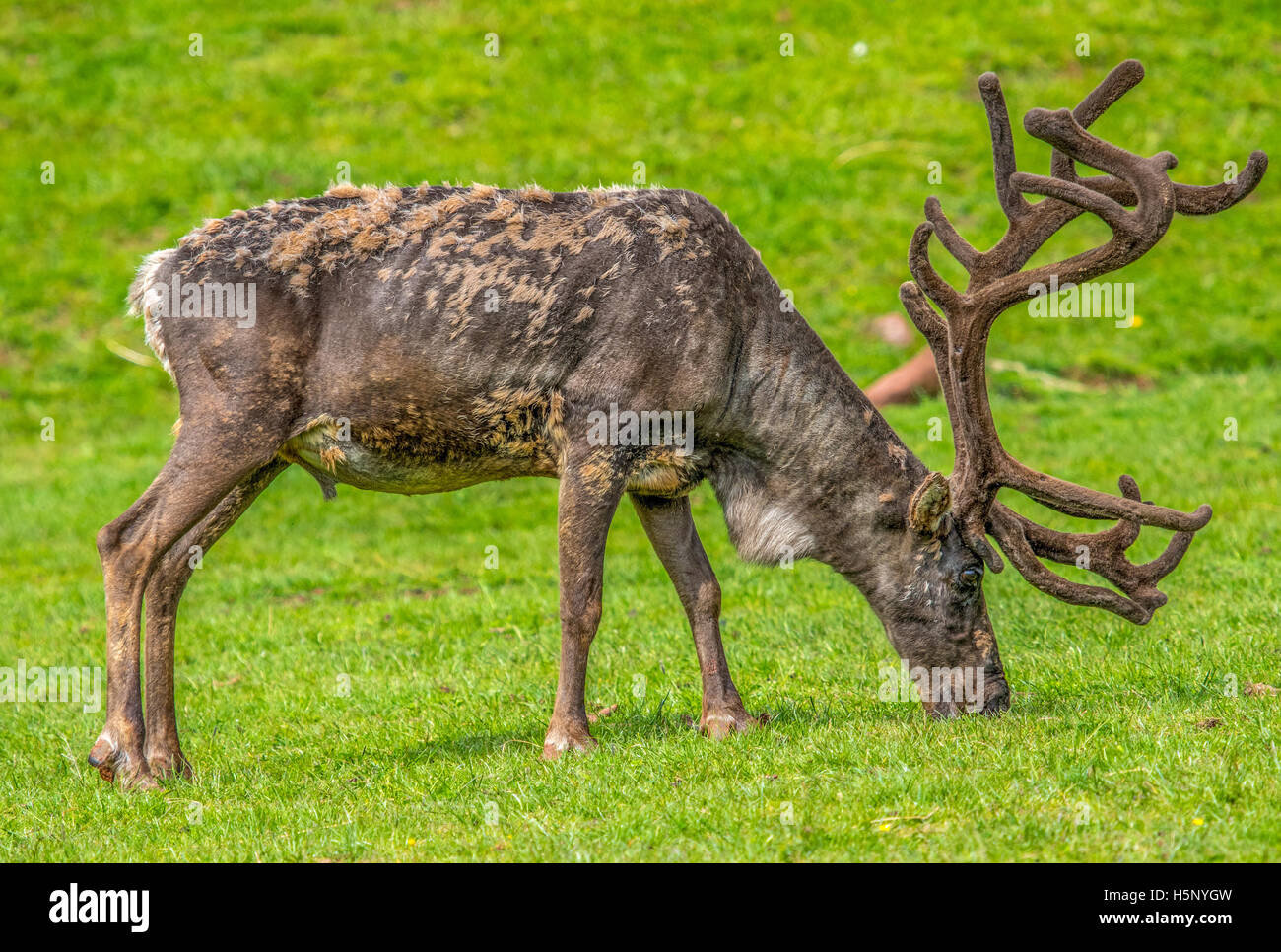Reindeer feeding and still shedding its winter coat Stock Photo