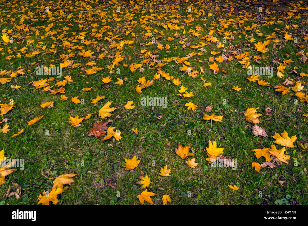 Autumn abstract natural daylight scene with a lot of yellow and orange ...