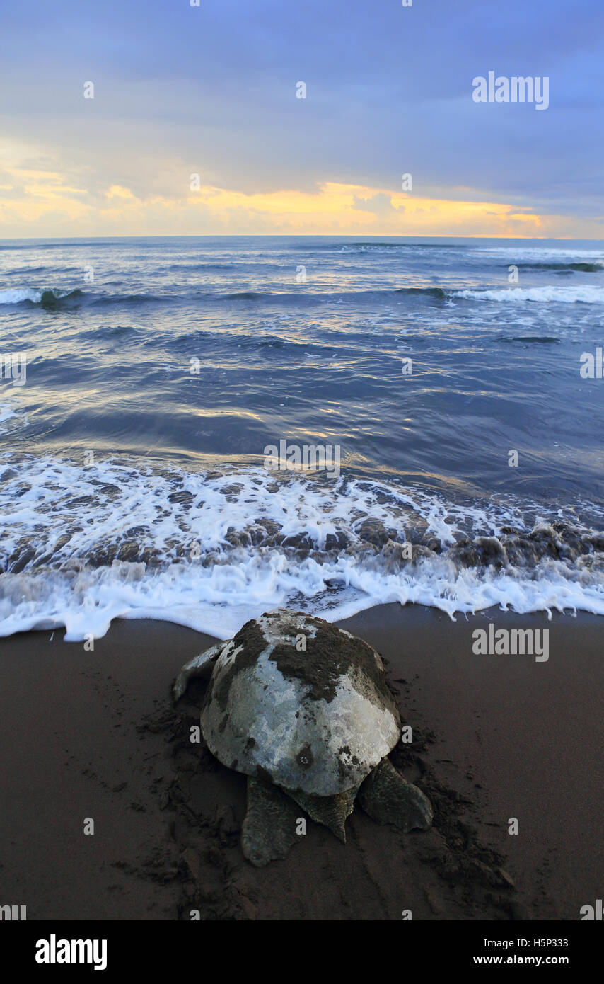 Female green turtle (Chelonia mydas) returning to ocean after nesting on the beach in Tortuguero National Park, Costa Rica Stock Photo