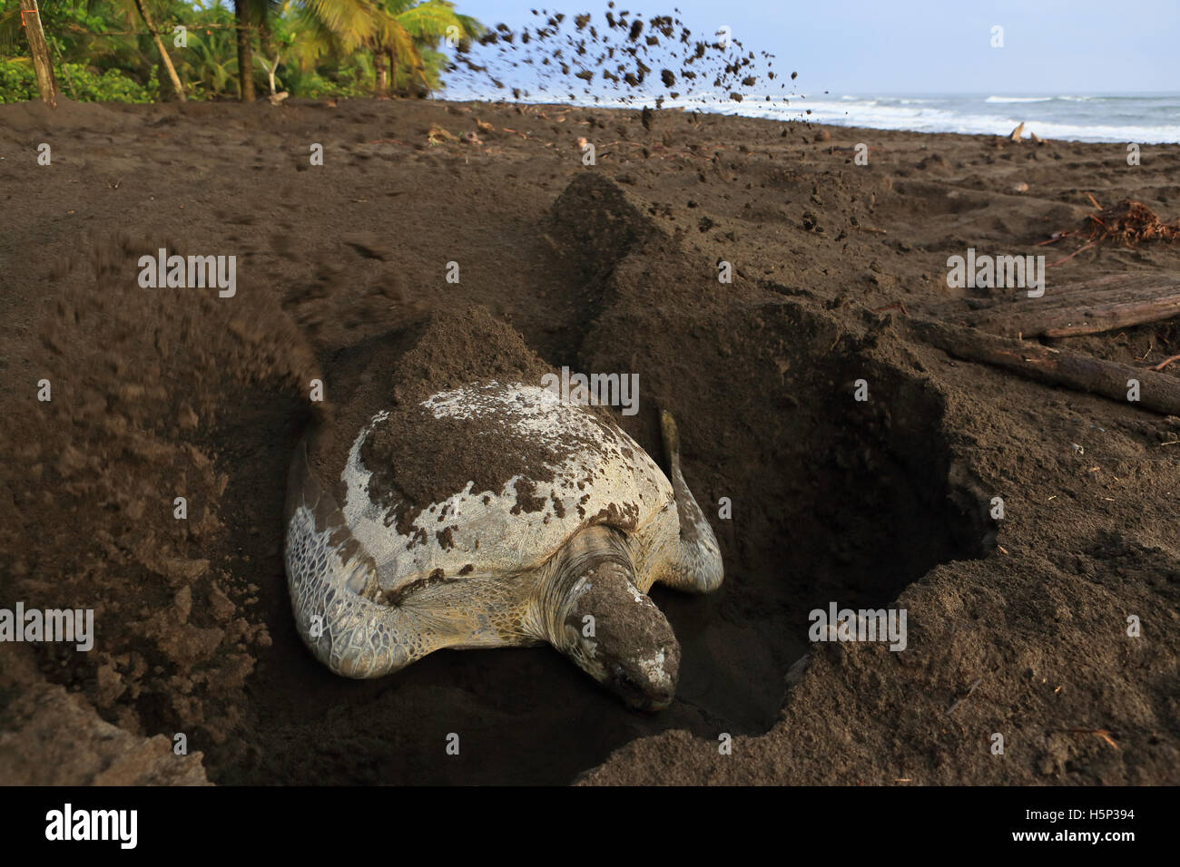 Female green turtle (Chelonia mydas) burying her nest early in the morning on the beach in Tortuguero National Park, Costa Rica. Stock Photo