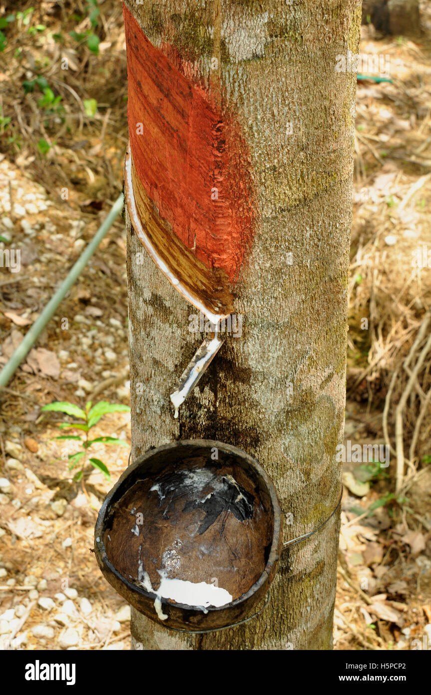 Collecting latex from rubber trees Stock Photo Alamy