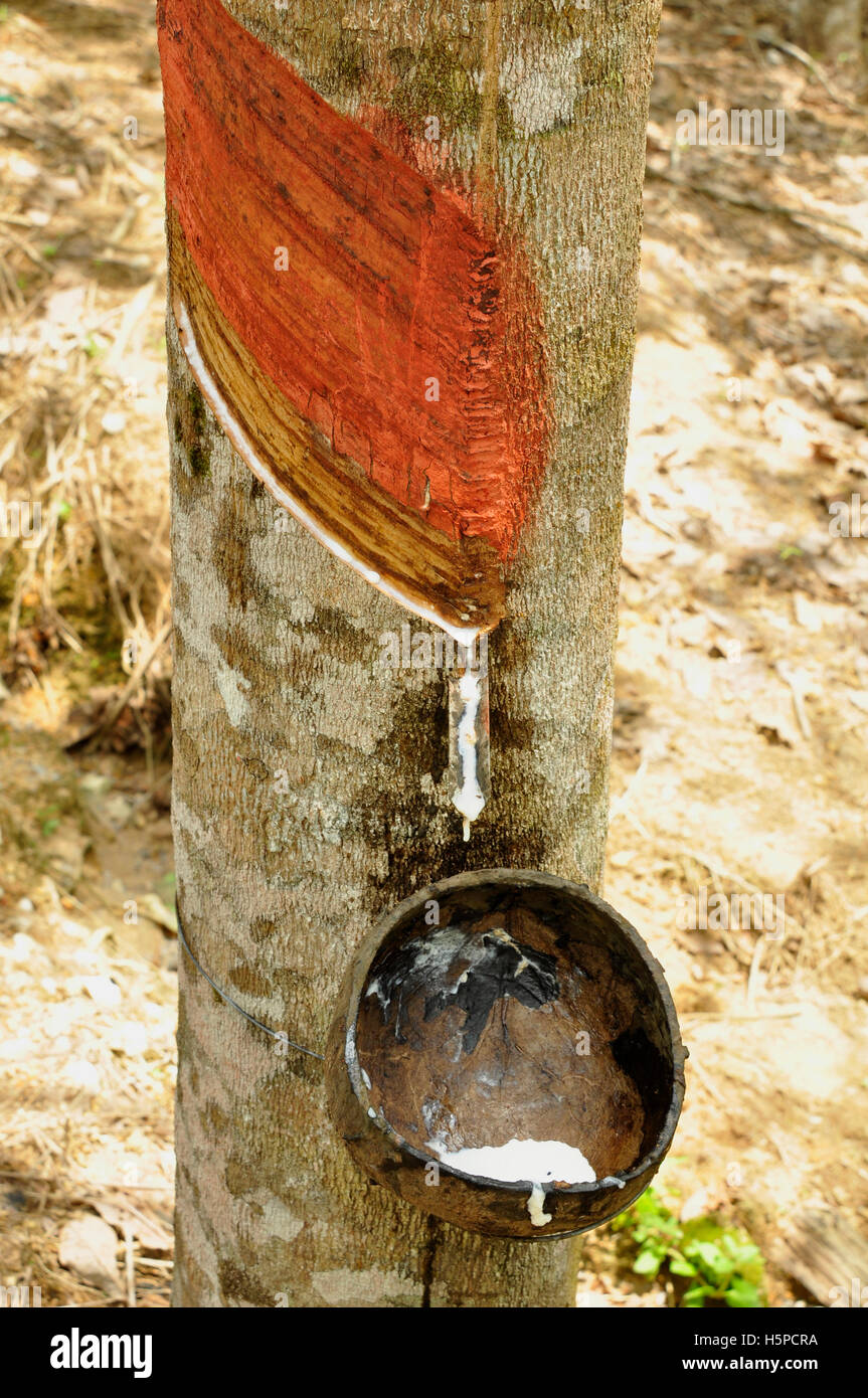 Collecting latex from rubber trees Stock Photo Alamy