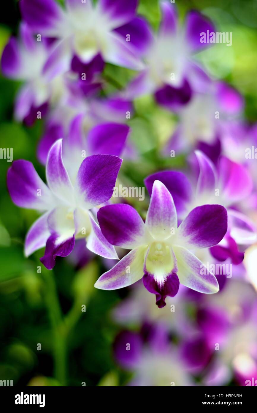 Purple Orchid flowers Stock Photo