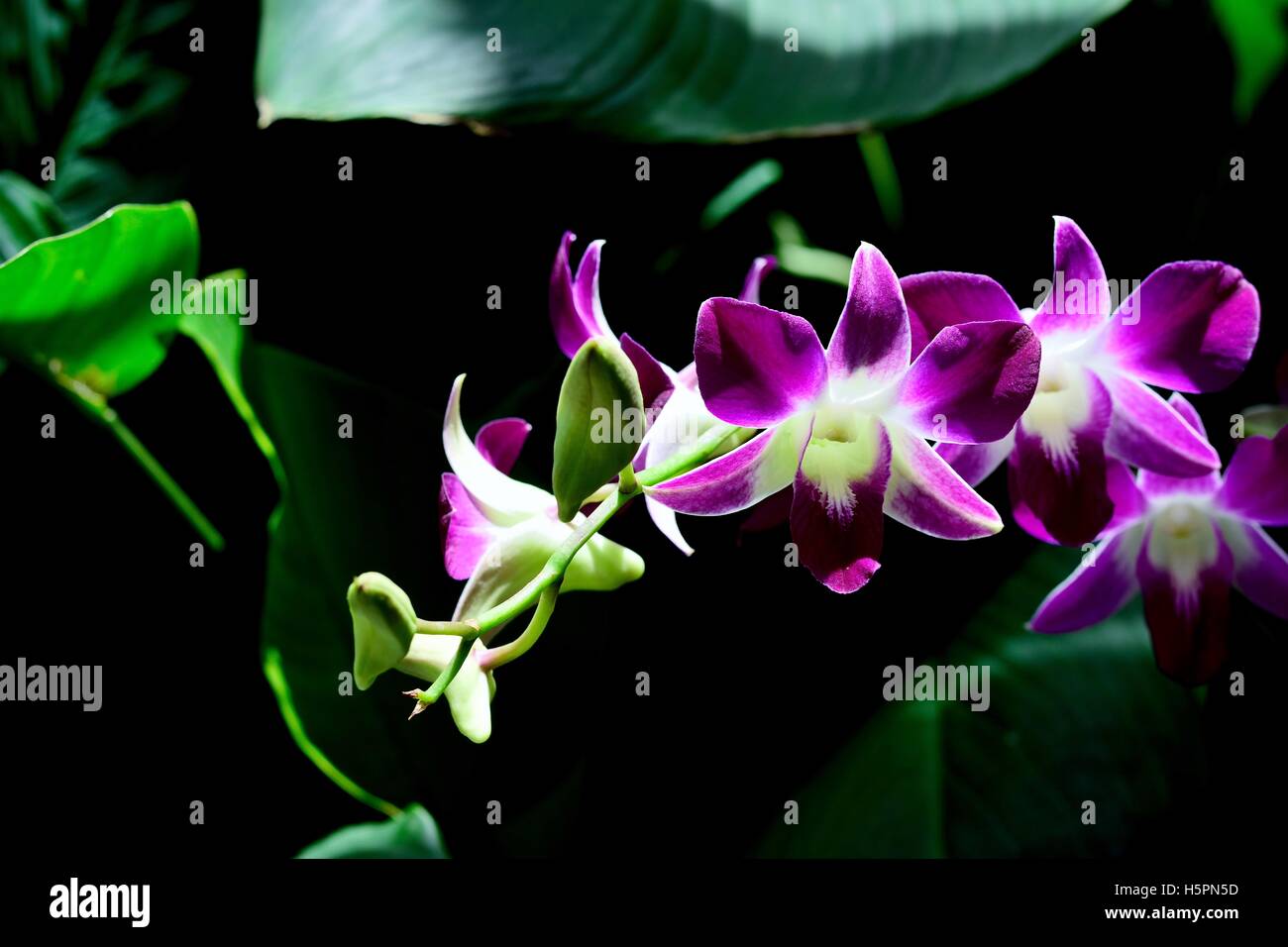 Purple orchid flowers Stock Photo