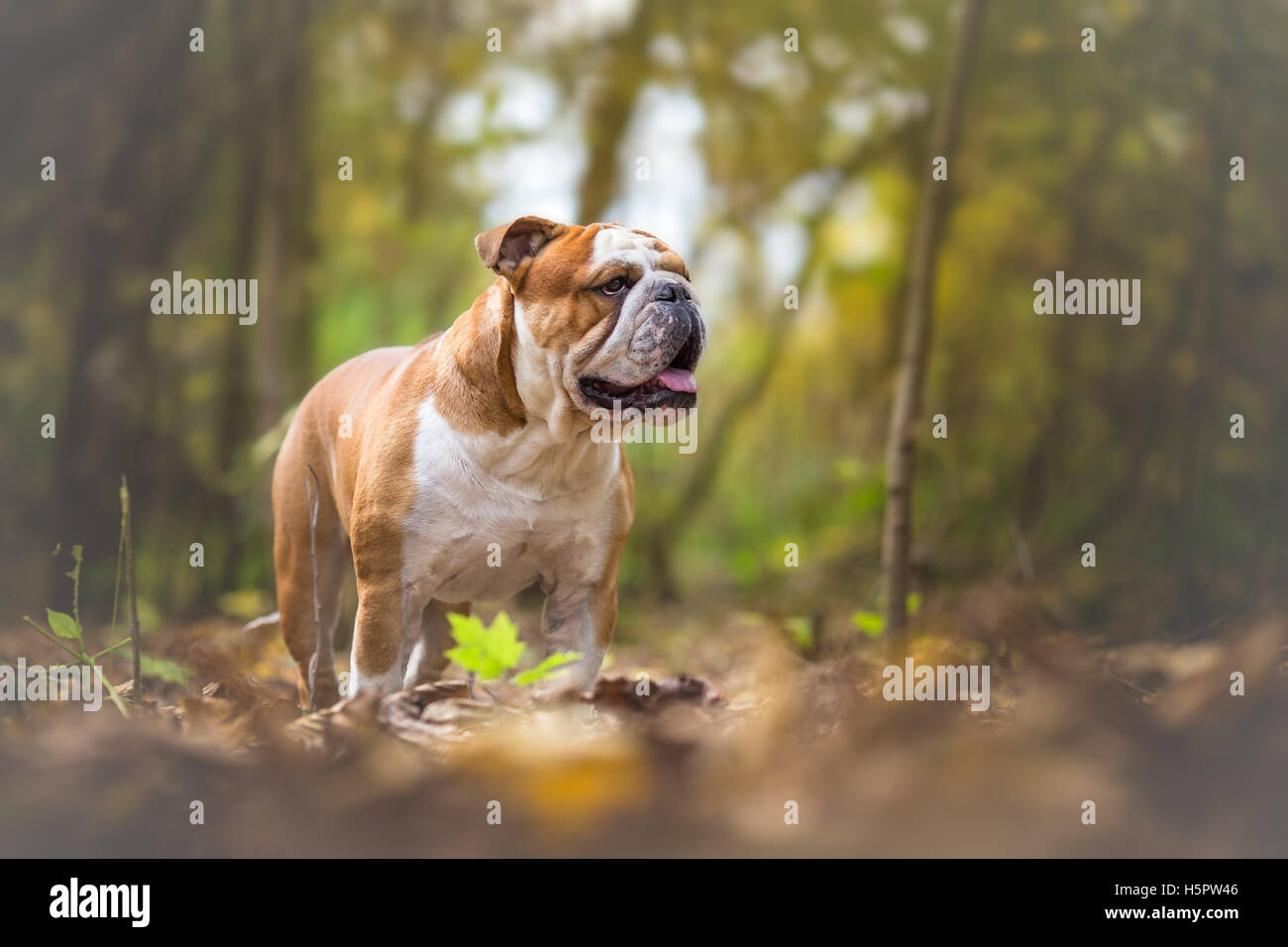 English Bulldog Dog at the forest Stock Photo