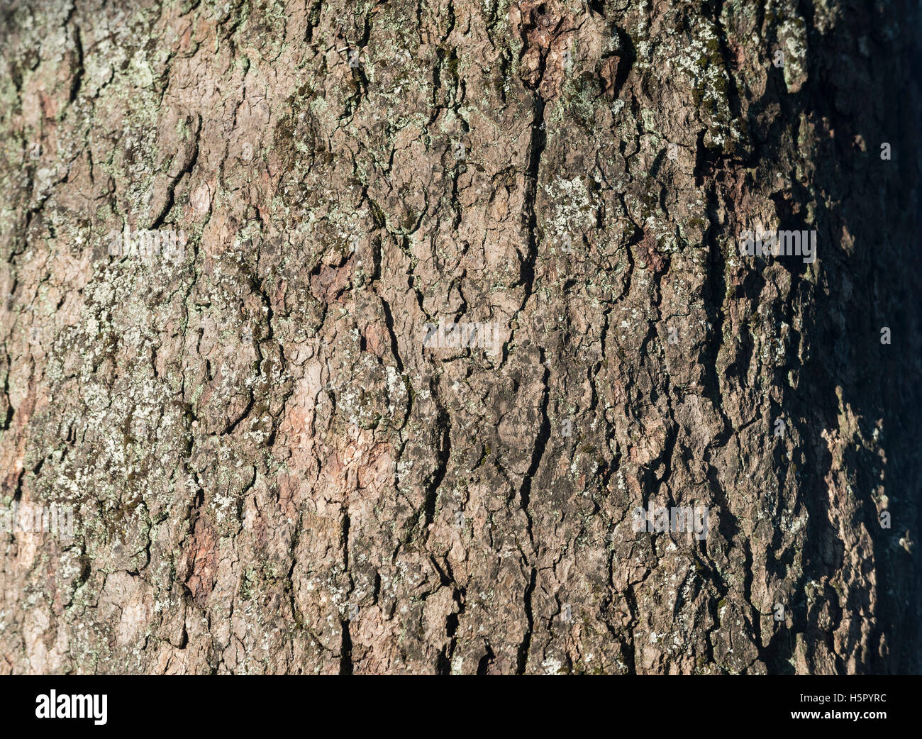 Tree bark. The lakes Region, Chile. Patagonia. Region de los lagos. Stock Photo
