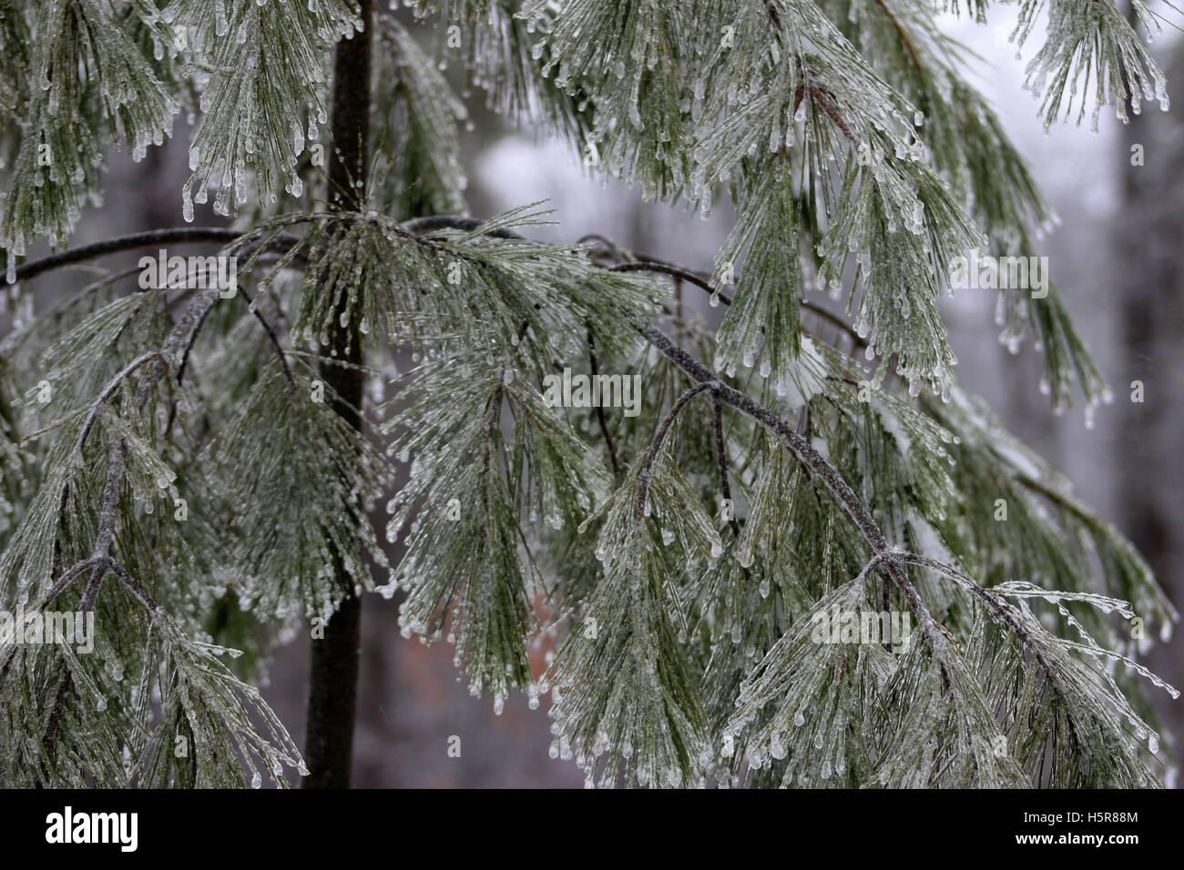 White Pine Boughs After An Ice Storm Stock Photo