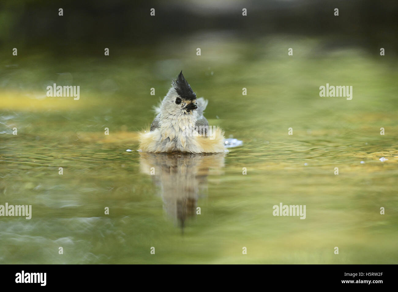 Black-crested Titmouse (Baeolophus bicolor), adult bathing, Hill Country, Texas, USA Stock Photo
