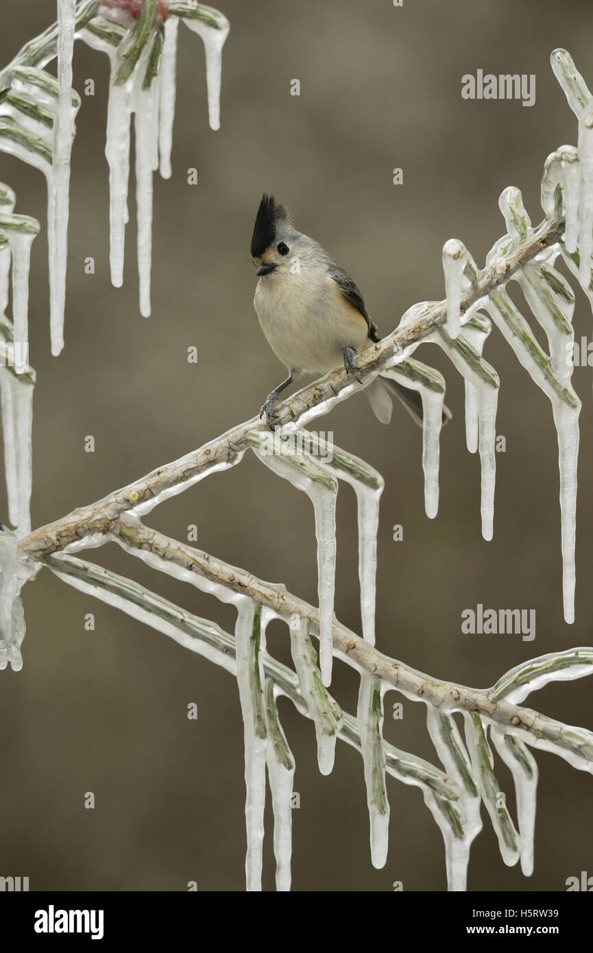 Black-crested Titmouse (Baeolophus bicolor), adult perched on icy branch of Christmas cholla, Texas Stock Photo