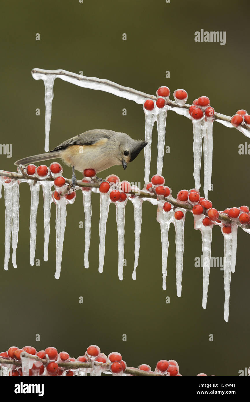 Black-crested Titmouse (Baeolophus bicolor), adult perched on icy branch of Possum Haw Holly (Ilex decidua), Texas Stock Photo