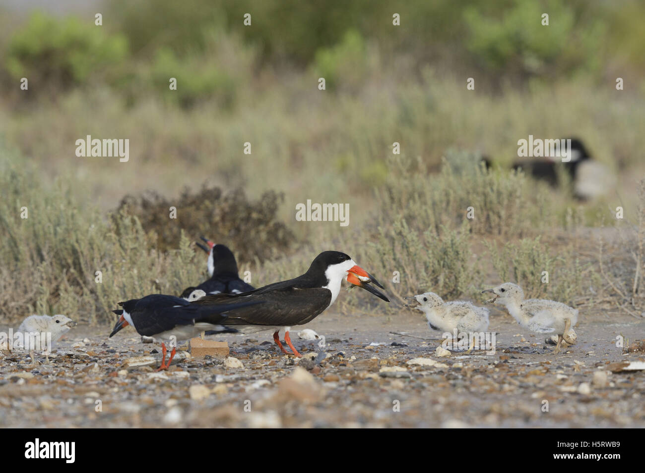 Black Skimmer (Rynchops niger), adult feeding fish to young, Port Isabel, Laguna Madre, South Padre Island, Texas, USA Stock Photo