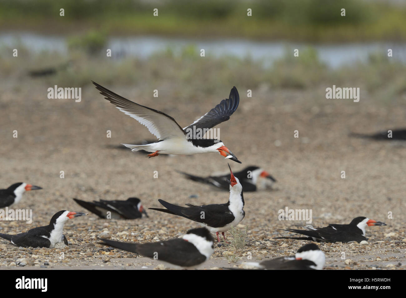 Black Skimmer (Rynchops niger), adult in flight with fish prey over colony, Port Isabel, Laguna Madre, South Padre Island, Texas Stock Photo