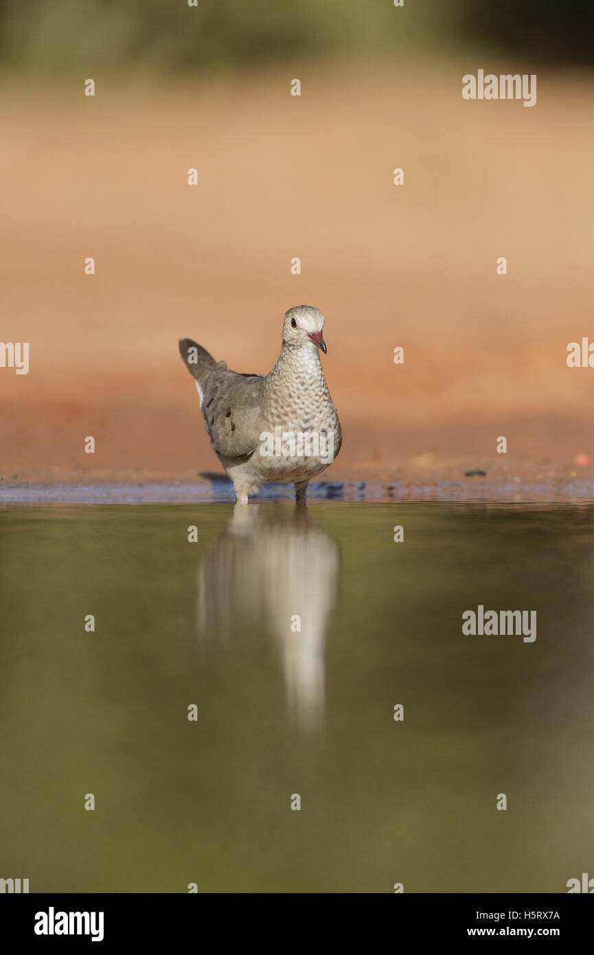 Common Ground-Dove (Columbina passerina), adult drinking, Rio Grande Valley, South Texas, Texas, USA Stock Photo