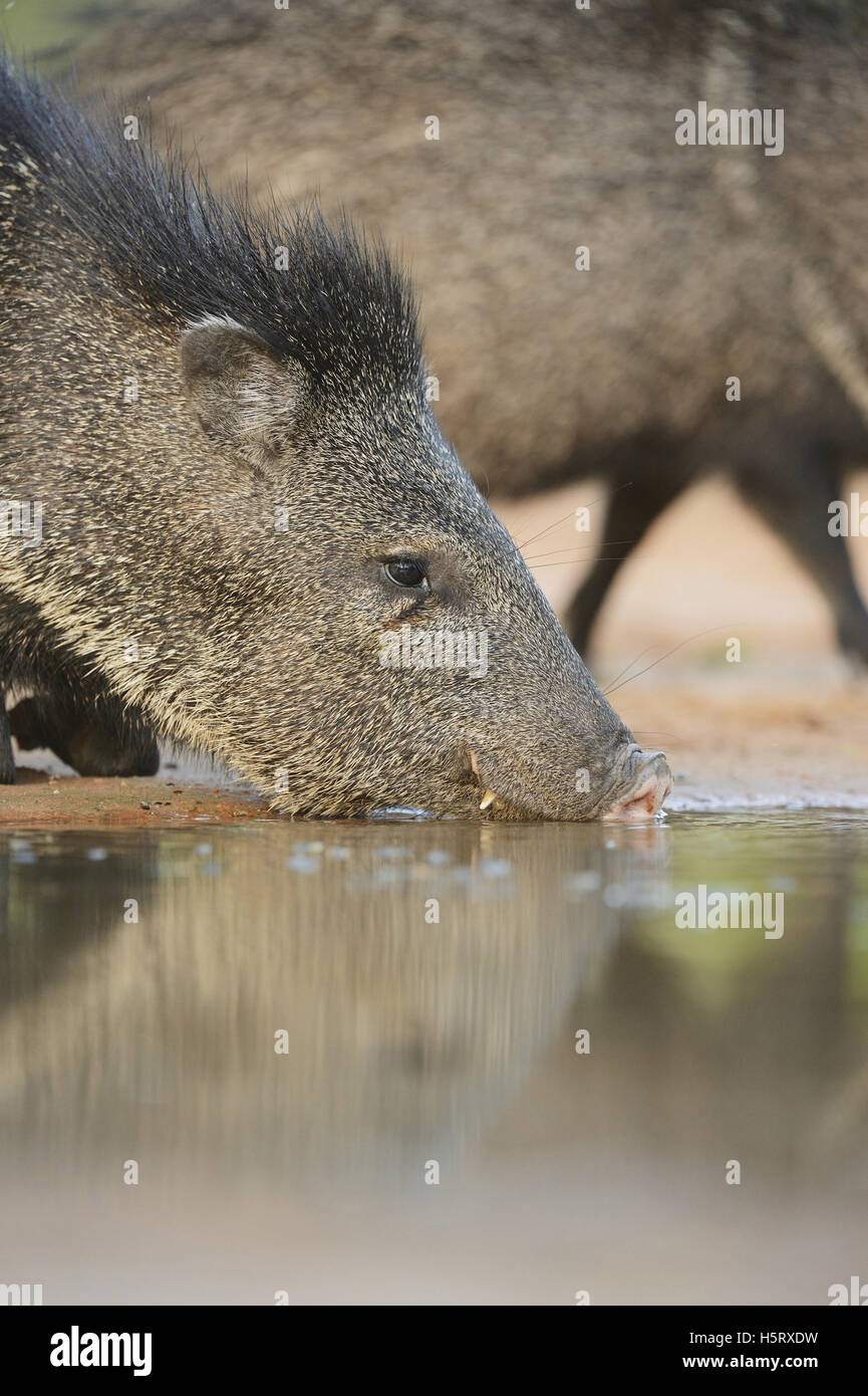 Collared Peccary, Javelina (Tayassu tajacu), adult drinking, South Texas, USA Stock Photo