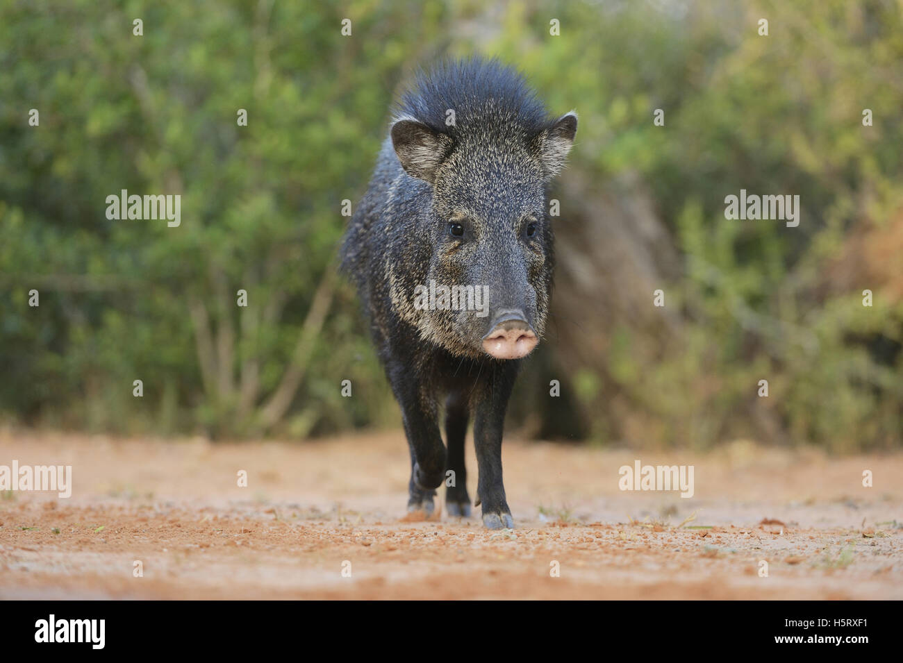 Collared Peccary, Javelina (Tayassu tajacu), adult, South Texas, USA