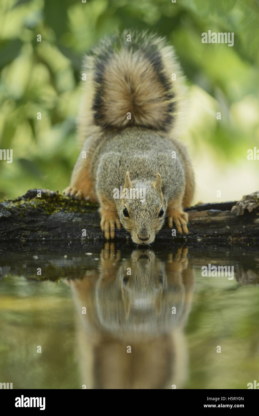 Eastern Fox Squirrel (Sciurus niger), adult drinking, Hill Country, Texas, USA Stock Photo