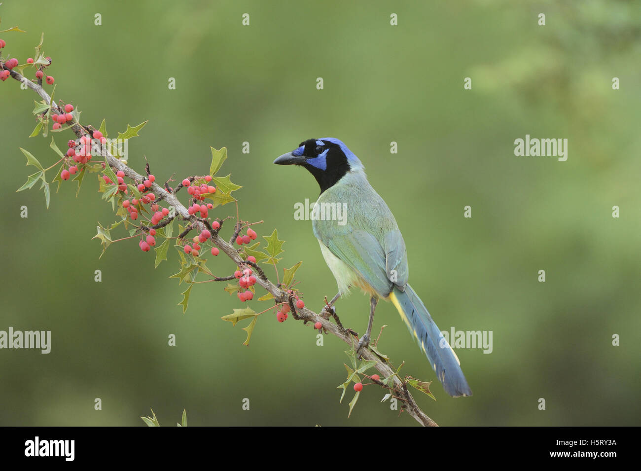 Green Jay (Cyanocorax yncas), adult perched on Agarita (Berberis trifoliolata) with berries, Rio Grande Valley, South Texas Stock Photo