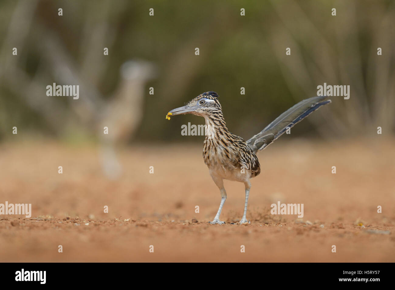 Greater Roadrunner (Geococcyx californianus), adult with flower in beak, Rio Grande Valley, South Texas, Texas, USA Stock Photo