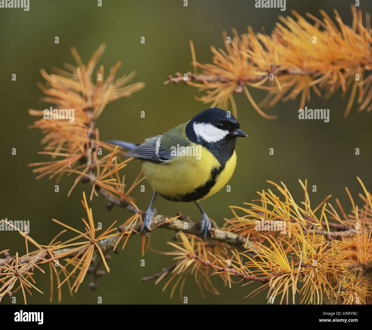 Great Tit (Parus major), adult perched on autumn branch of European Larch (Larix decidua), Oberaegeri, Switzerland, Europe Stock Photo