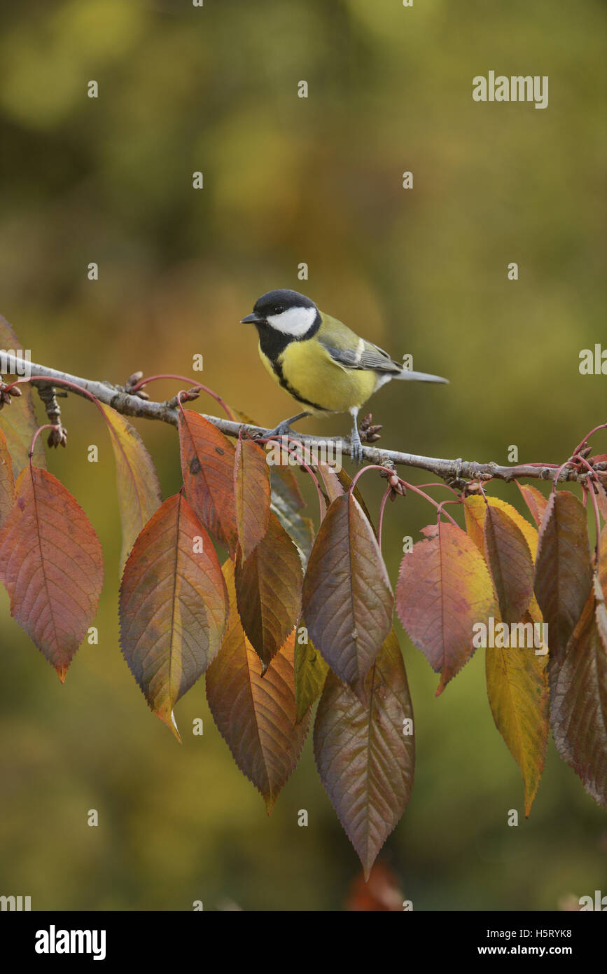 Great Tit (Parus major), adult perched on autumn branch of Cherry tree (Prunus sp.), Oberaegeri, Switzerland, Europe Stock Photo