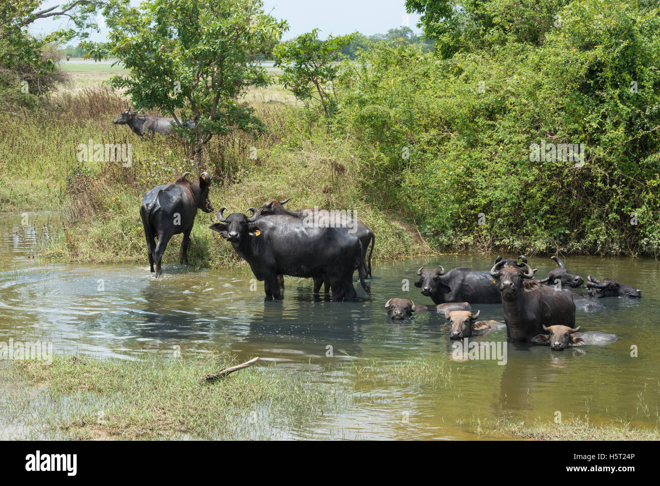 Domestic water buffalo wallowing, Arugam Bay, Sri Lanka Stock Photo