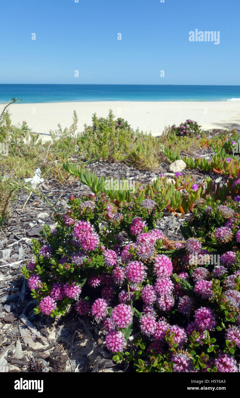 Native coastal vegetation including pink pimelea (Pimelea ferruginea), City Beach, Perth, Western Australia Stock Photo