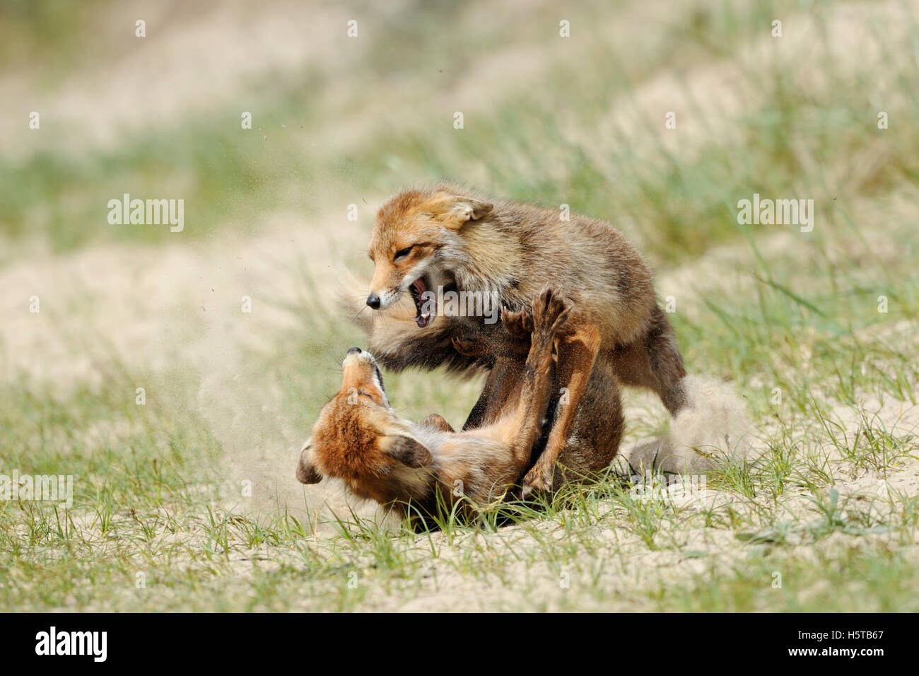 Red Foxes / Rotfuechse ( Vulpes vulpes ) in hard fight, fighting, aggressive territorial behavior, rivals, wildlife, Europe. Stock Photo