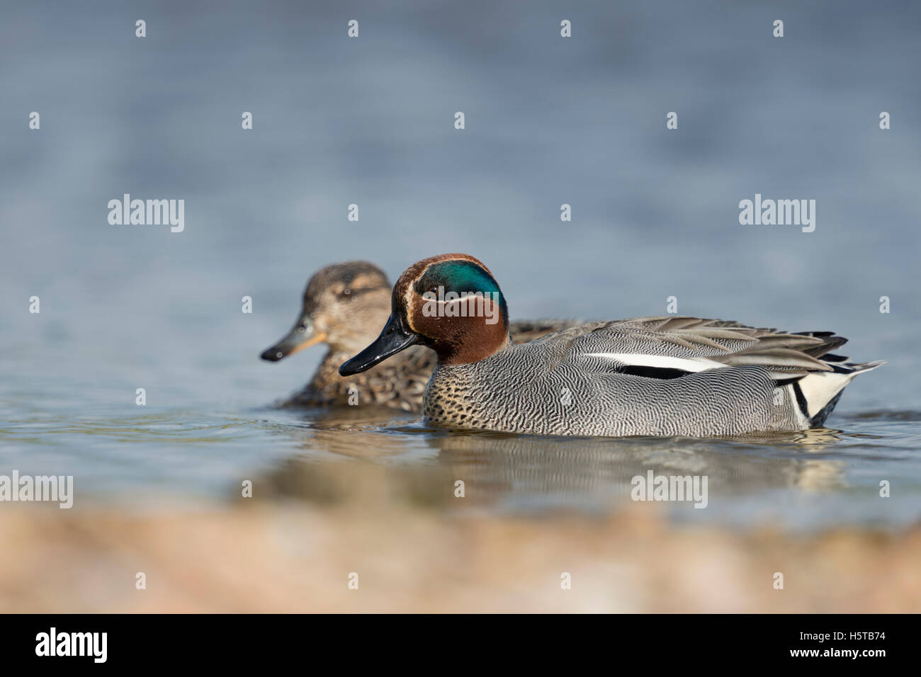 Teal / Krickente ( Anas crecca ), male with female, couple, in colorful breeding dress, swimming next to each other, side view. Stock Photo