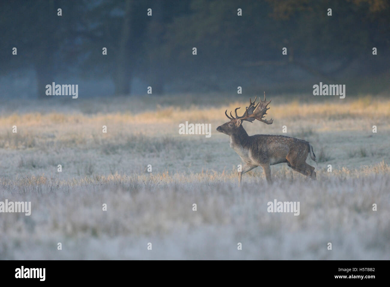 Fallow Deer ( Dama dama ), strong stag, walking over a natural  hoarfrost covered meadow, in first morning light, soft colors. Stock Photo