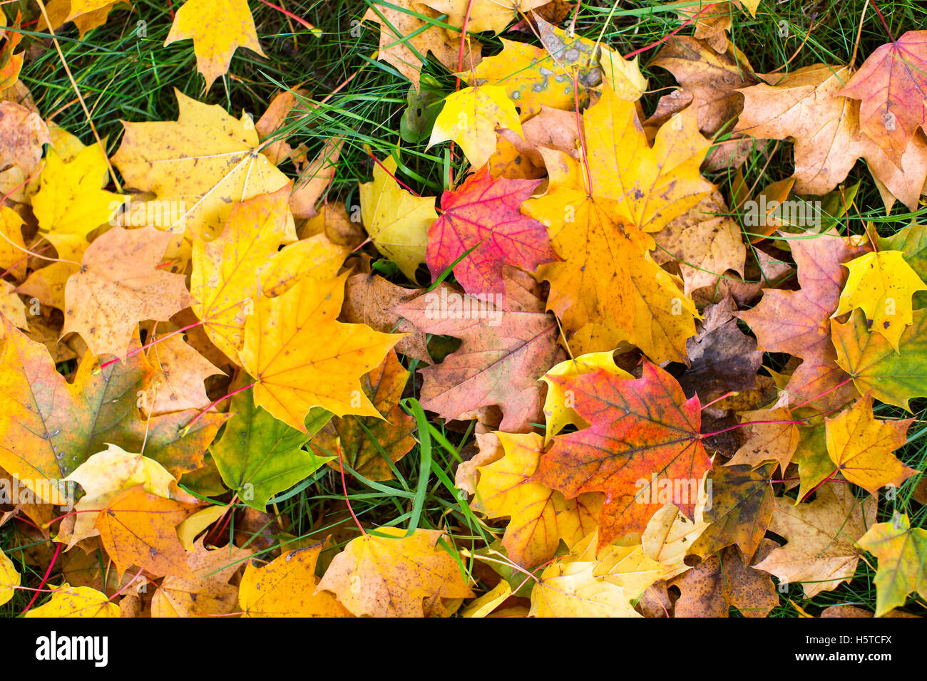 Fallen leaves on green grass, autumn ground texture Stock Photo - Alamy