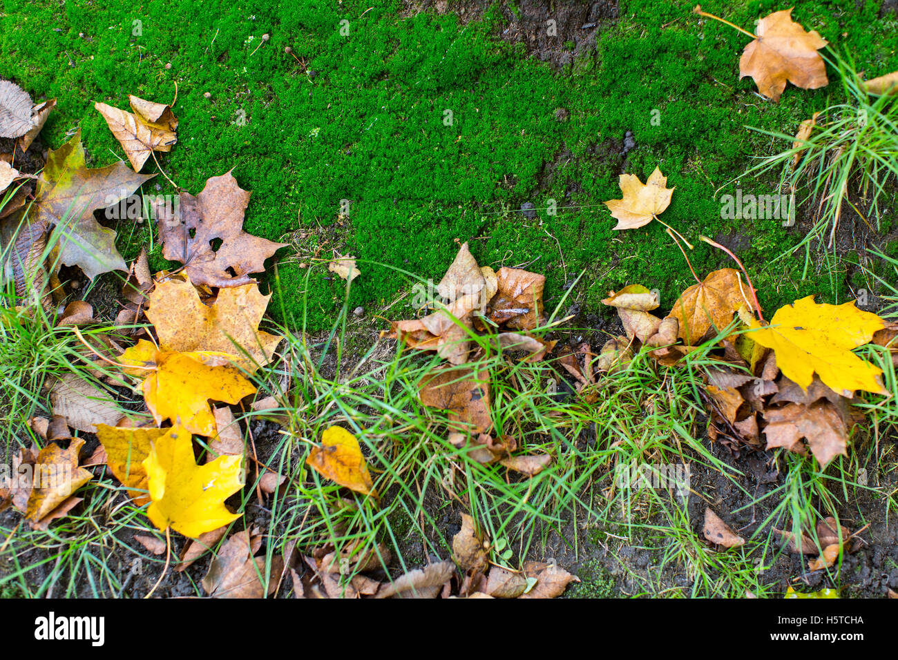 Fallen yellow leaves on the ground, autumn texture Stock Photo - Alamy