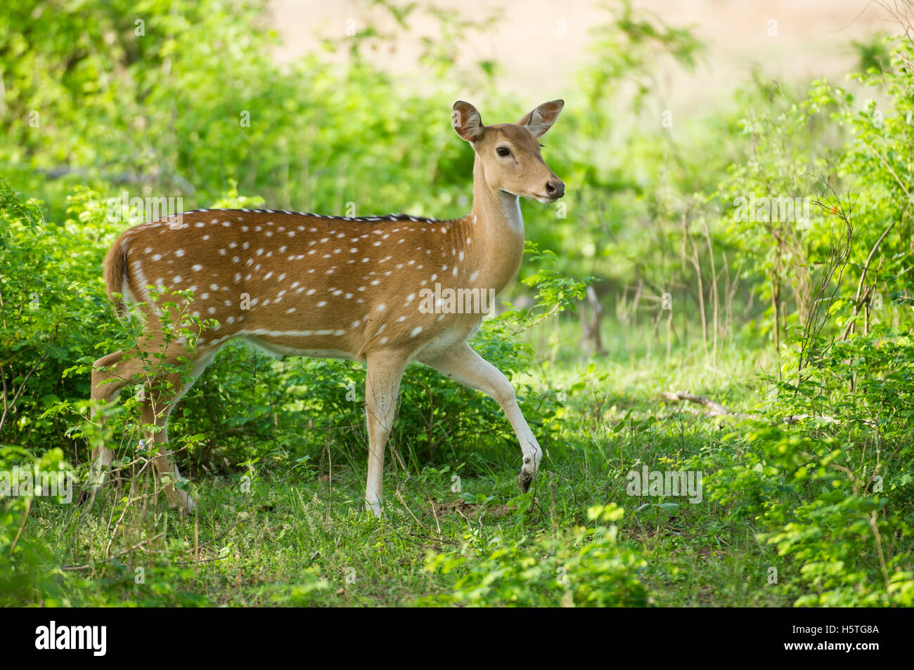 Spotted deer, (Axis axis), Yala National Park, Sri Lanka Stock Photo