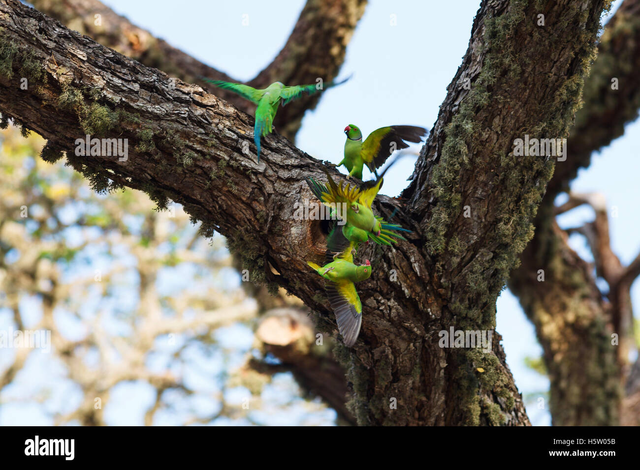 Parrots fighting over nest on the tree, Sri Lanka Stock Photo