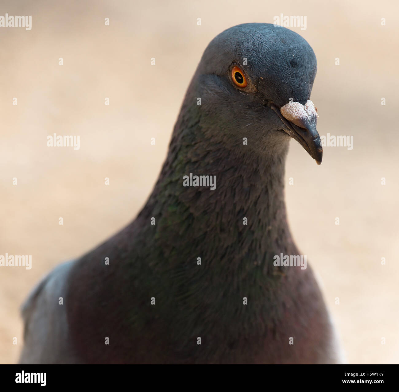 A pigeon is looking into the camera with its red eyes Stock Photo
