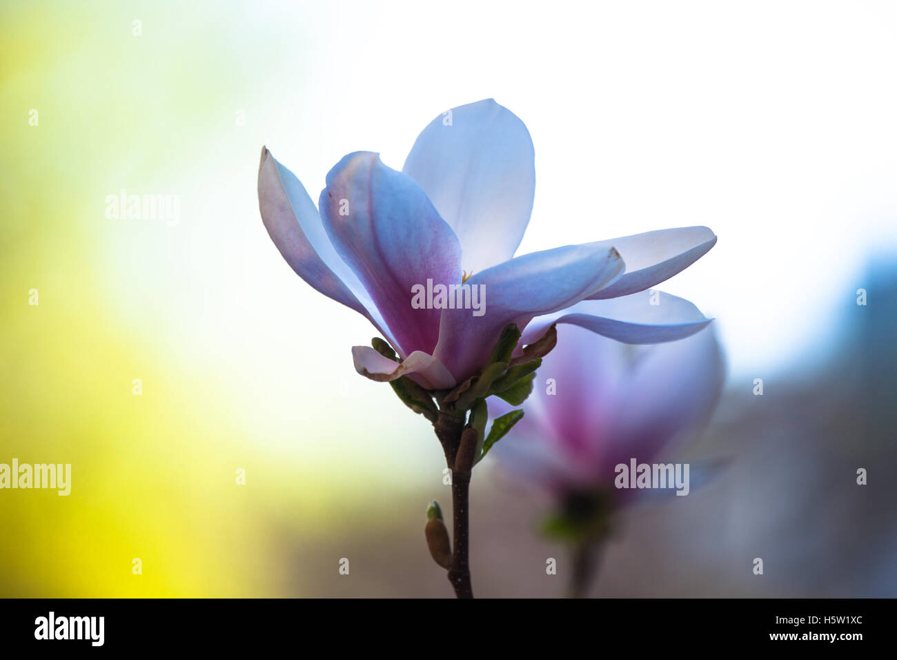 A closeup on a magnolia flower beautifully colored in pink and yellow Stock Photo