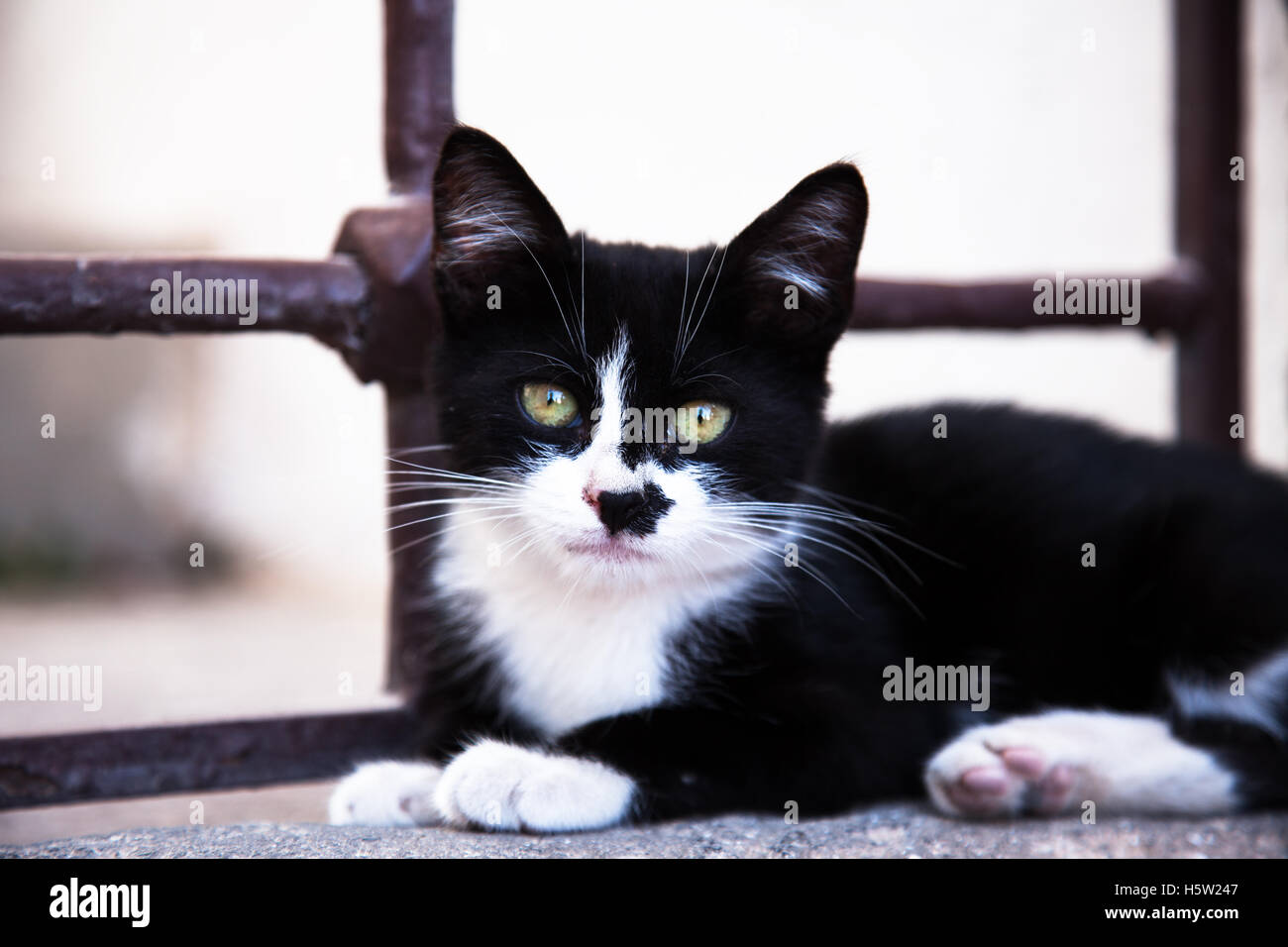 A black and white cute kitten is looking into the camera and resting on