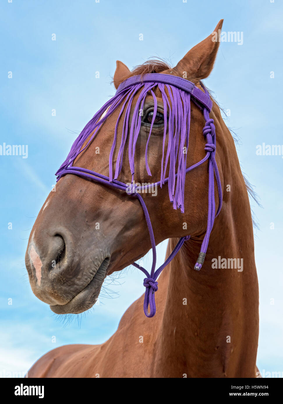 Head of Crossbreed of Thoroughbred and Czech Warmblood Horse with Fly Fringe Stock Photo
