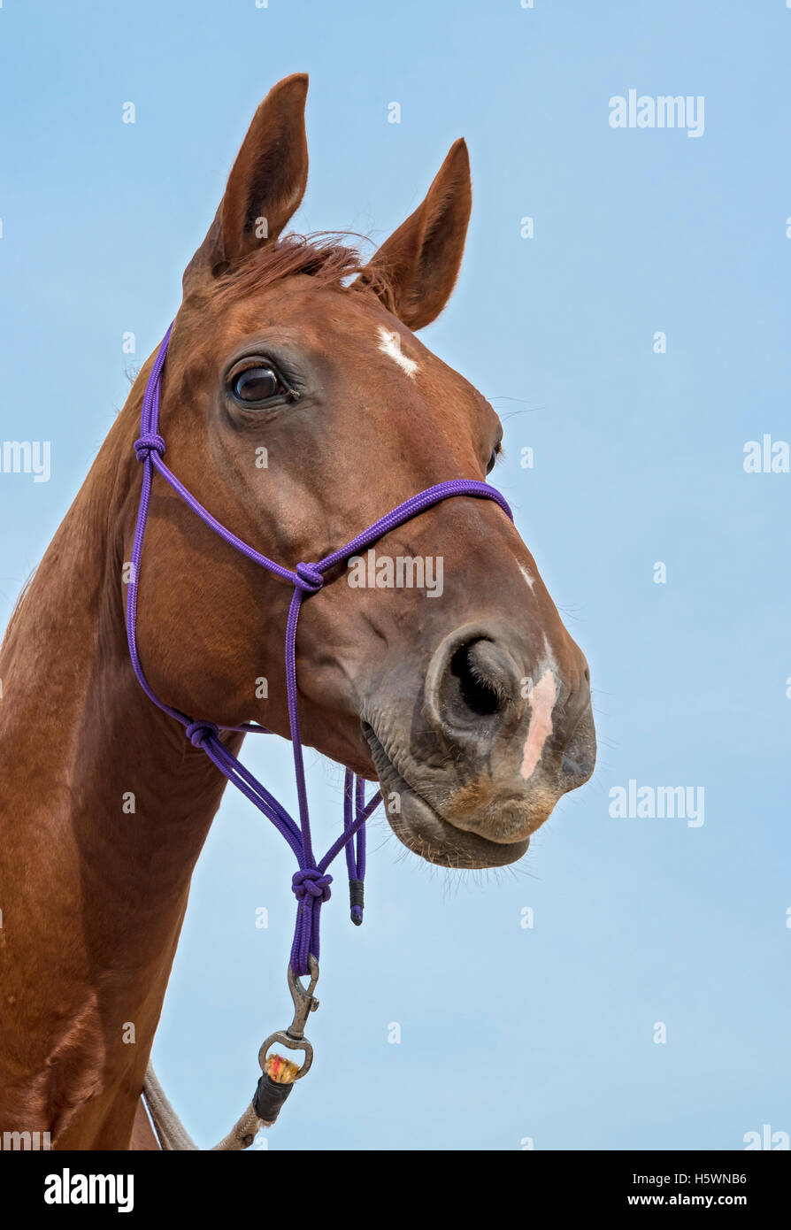 Head of Crossbreed of Thoroughbred and Czech Warmblood Horse Stock Photo