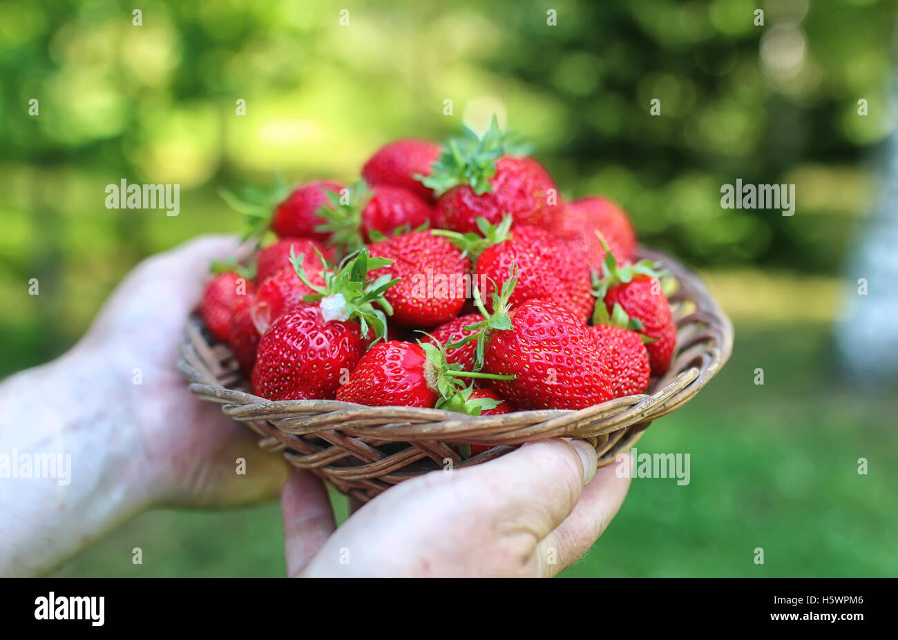 Natural background with big red ripe wild strawberries hi-res stock ...